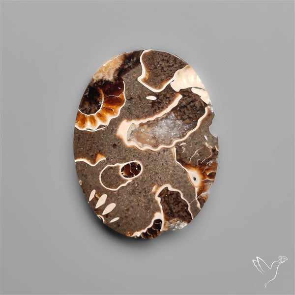 Rare Fossil Marston Marble Polished Flat Cabochon