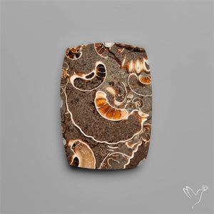Rare Fossil Marston Marble Polished Flat Cabochon