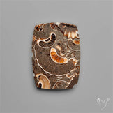 Rare Fossil Marston Marble Polished Flat Cabochon