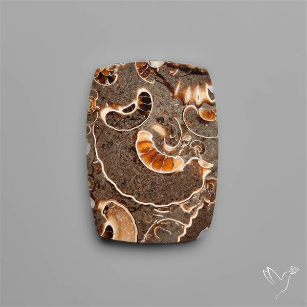 Rare Fossil Marston Marble Polished Flat Cabochon
