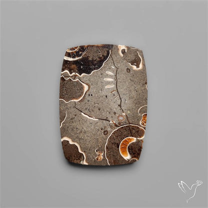 Rare Fossil Marston Marble Polished Flat Cabochon