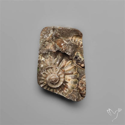Rare Fossil Marston Marble