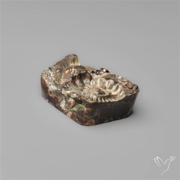Rare Fossil Marston Marble