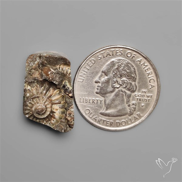 Rare Fossil Marston Marble