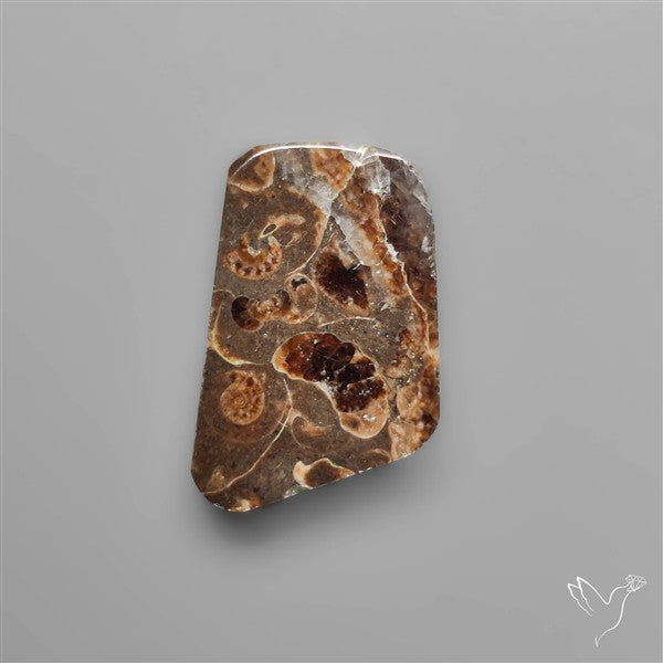 Rare Fossil Marston Marble