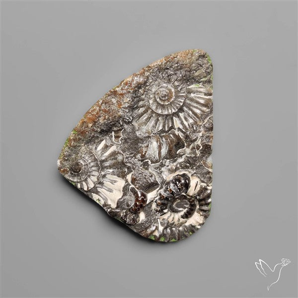 Rare Fossil Marston Marble