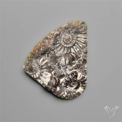 Rare Fossil Marston Marble