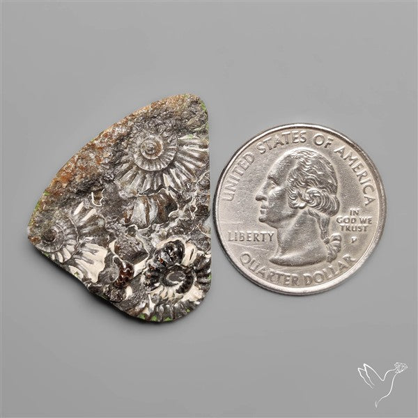Rare Fossil Marston Marble
