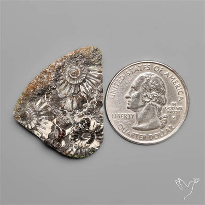 Rare Fossil Marston Marble