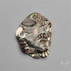 Rare Fossil Marston Marble