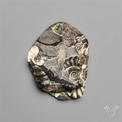 Rare Fossil Marston Marble