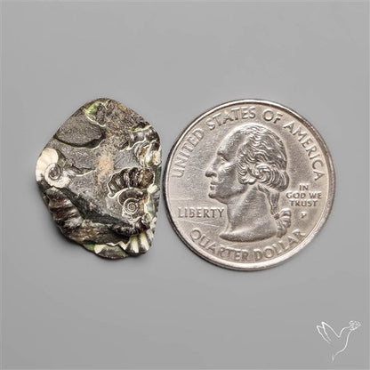 Rare Fossil Marston Marble