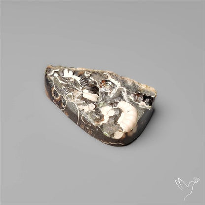 Rare Fossil Marston Marble