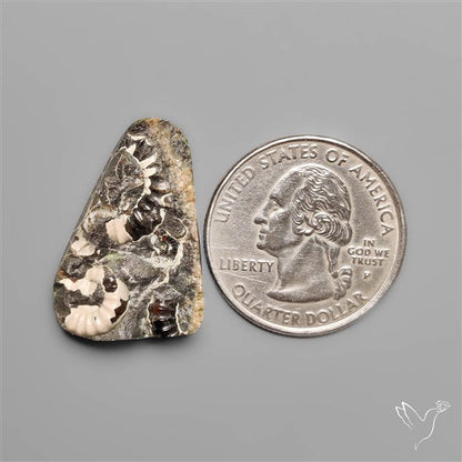Rare Fossil Marston Marble
