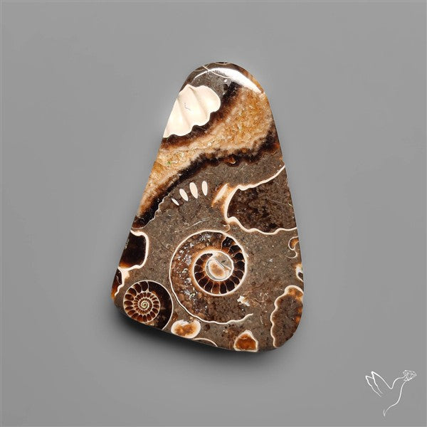 Rare Fossil Marston Marble
