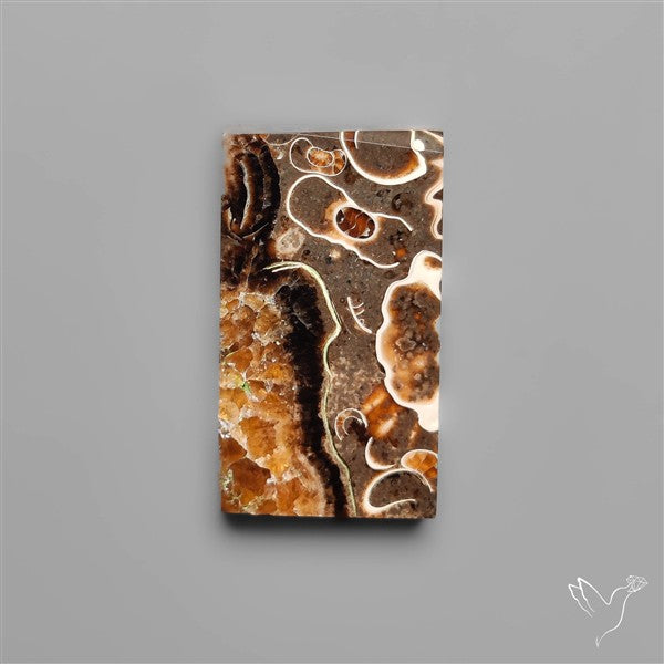 Rare Fossil Marston Marble