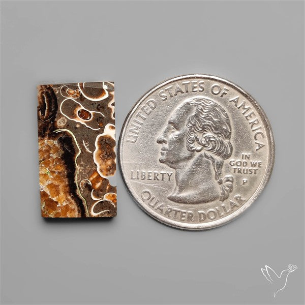 Rare Fossil Marston Marble