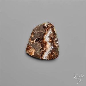 Rare Fossil Marston Marble