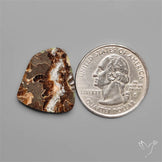 Rare Fossil Marston Marble