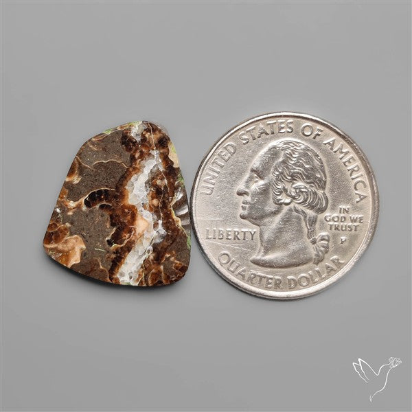 Rare Fossil Marston Marble