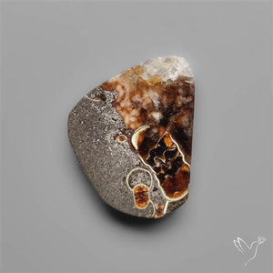 Rare Fossil Jurassic Marston Marble