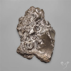 Uber Rare Pyritized Marston Marble Raw Fossil