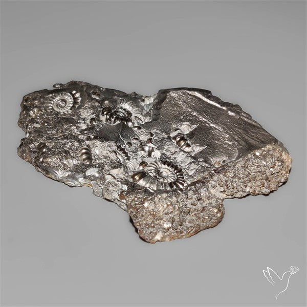 Uber Rare Pyritized Marston Marble Raw Fossil