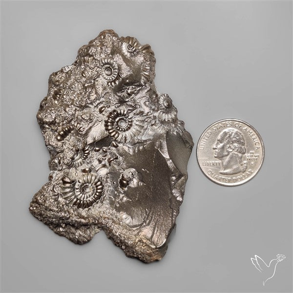 Uber Rare Pyritized Marston Marble Raw Fossil