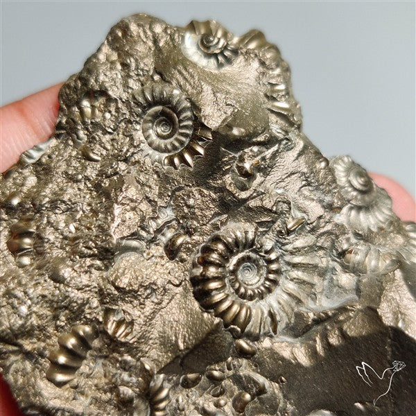 Uber Rare Pyritized Marston Marble Raw Fossil