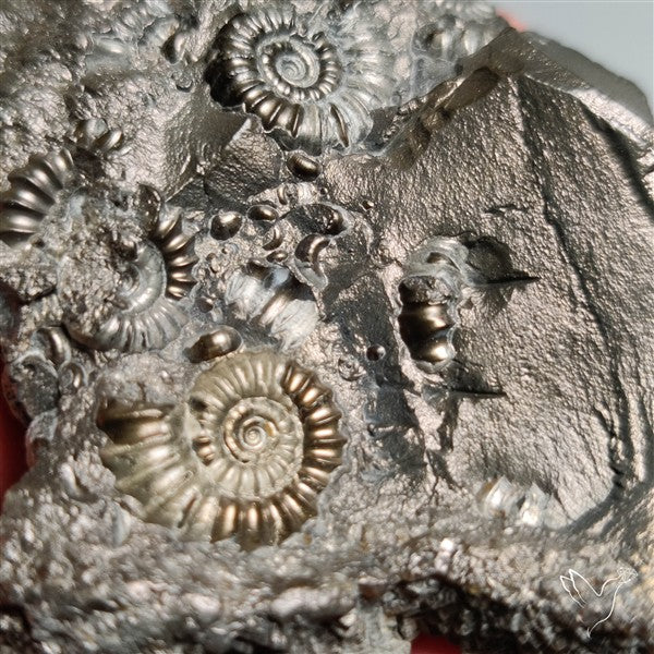 Uber Rare Pyritized Marston Marble Raw Fossil