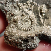 Uber Rare Pyritized Marston Marble Raw Fossil