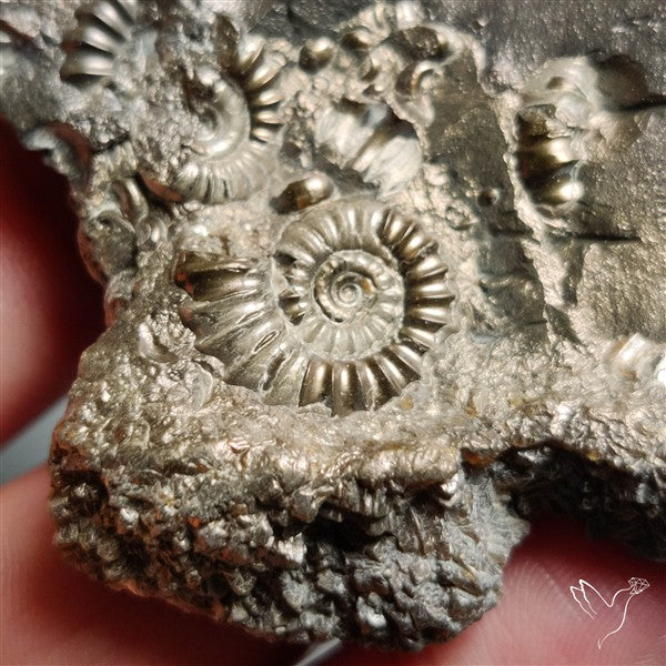 Uber Rare Pyritized Marston Marble Raw Fossil