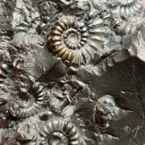 Uber Rare Pyritized Marston Marble Raw Fossil