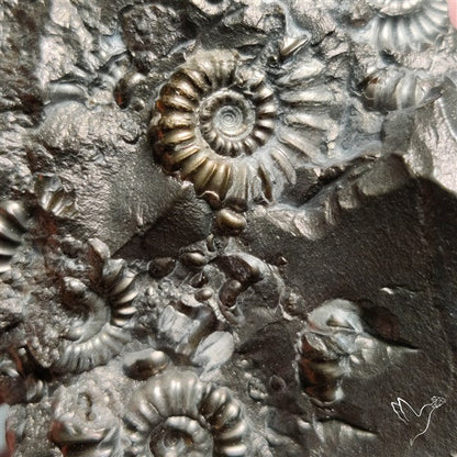 Uber Rare Pyritized Marston Marble Raw Fossil