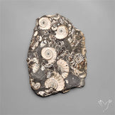 Rare Large Fossil Marston Marble Ammonite Fossil