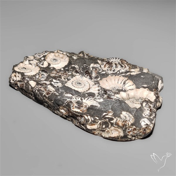 Rare Large Fossil Marston Marble Ammonite Fossil