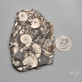 Rare Large Fossil Marston Marble Ammonite Fossil