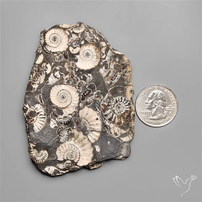 Rare Large Fossil Marston Marble Ammonite Fossil