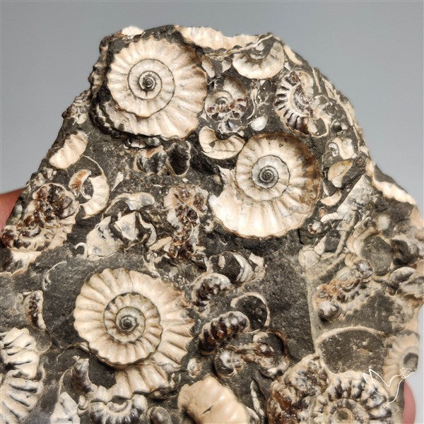 Rare Large Fossil Marston Marble Ammonite Fossil