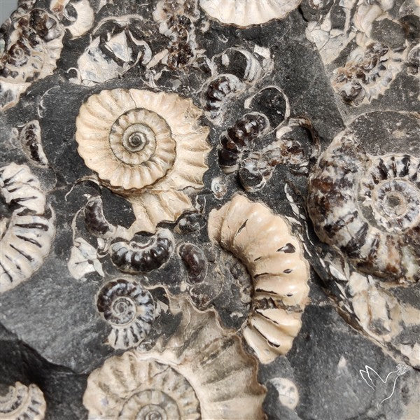 Rare Large Fossil Marston Marble Ammonite Fossil