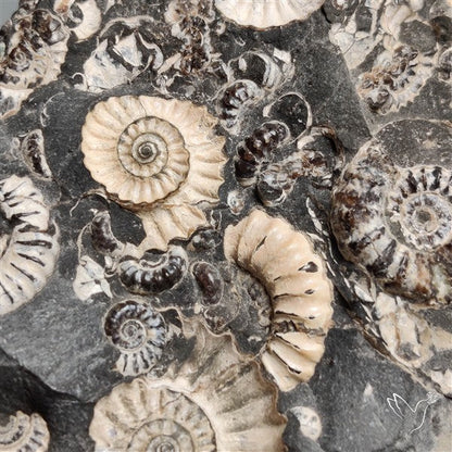 Rare Large Fossil Marston Marble Ammonite Fossil