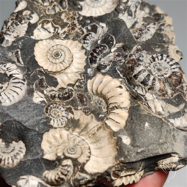 Rare Large Fossil Marston Marble Ammonite Fossil