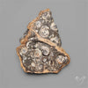 Rare Large Fossil Marston Marble Ammonite Fossil