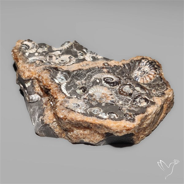Rare Large Fossil Marston Marble Ammonite Fossil