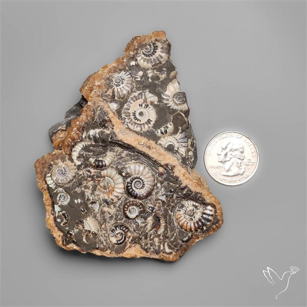 Rare Large Fossil Marston Marble Ammonite Fossil