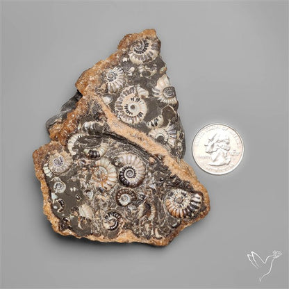 Rare Large Fossil Marston Marble Ammonite Fossil