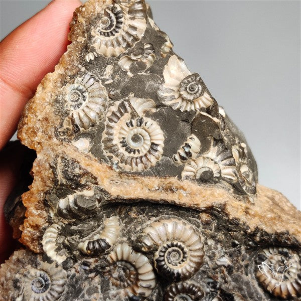 Rare Large Fossil Marston Marble Ammonite Fossil