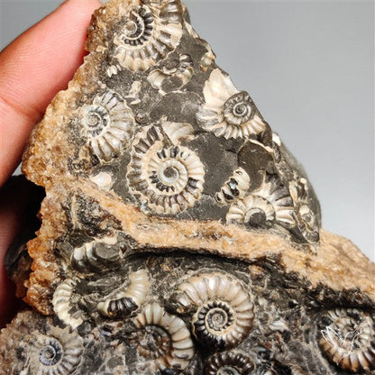 Rare Large Fossil Marston Marble Ammonite Fossil