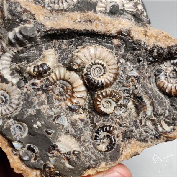 Rare Large Fossil Marston Marble Ammonite Fossil