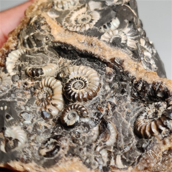 Rare Large Fossil Marston Marble Ammonite Fossil